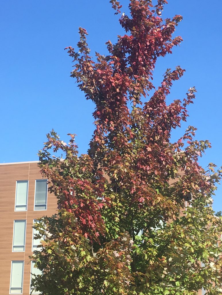 An essay on a white heron by brandi jones 05 picture