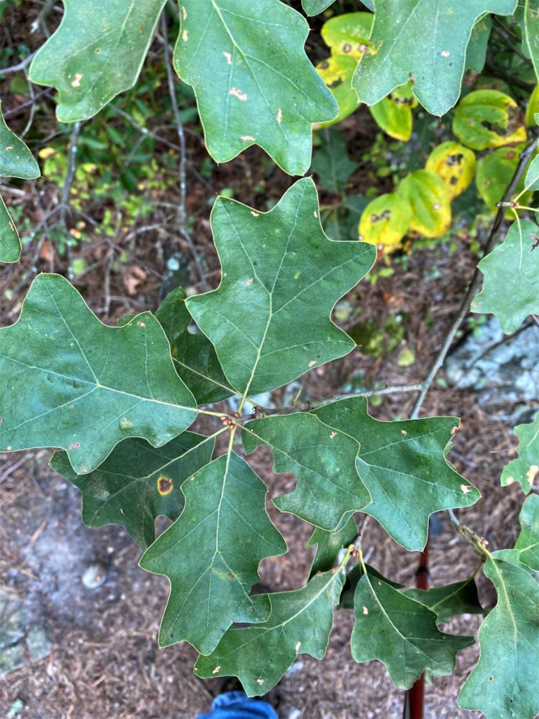 Cumberland 092620 Bear Oak Quercus Ilicifolia Steve Jones Great