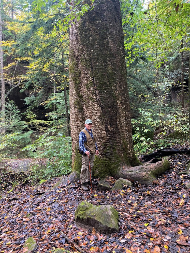 An Eleven-mile Bucket List Hike to the Sipsey Big Tree - Steve