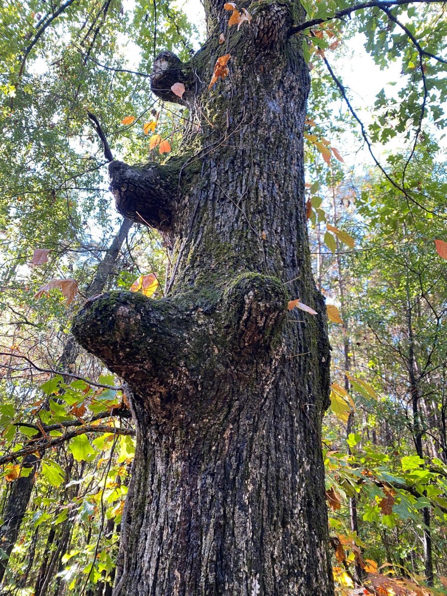 What Trees Host Chaga? - Uncovering the Mysteries of the Chaga Fungus.