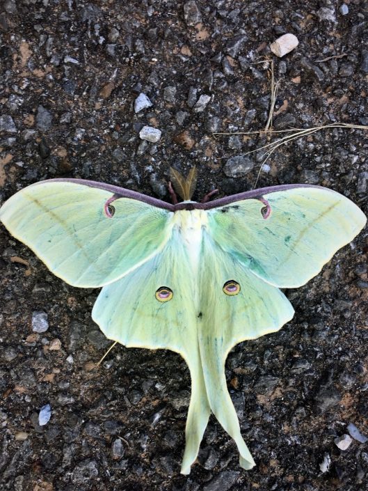 IMG_6894-1.JPG 08.03.18 Rainbow Mountain, Luna Moth (Actias luna)(2 ...