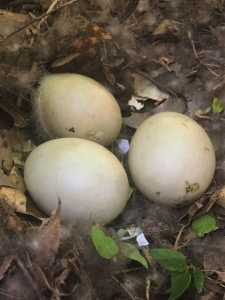 BBL Aborted Duck Eggs