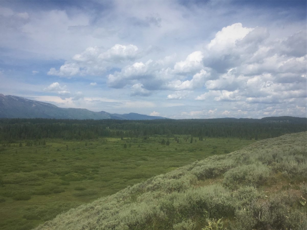 Yellowstone National Park Greater Yellowstone Ecosystem! Steve Jones