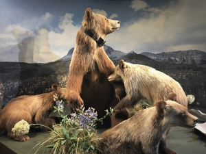 Grizzly and Wolf Discovery Center