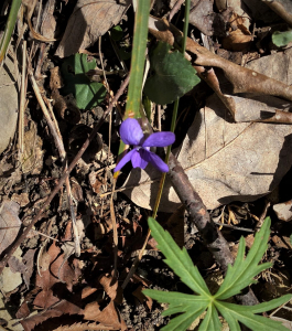 Opening Hike, violet