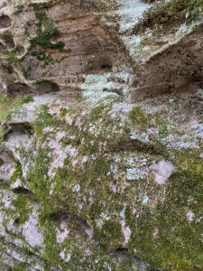 Moss on Limestone Wall