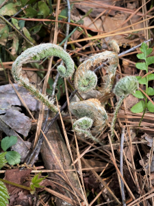 County Line South, Christmas Fern