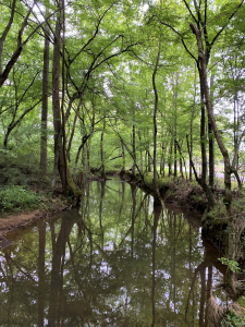 Bradford Creek