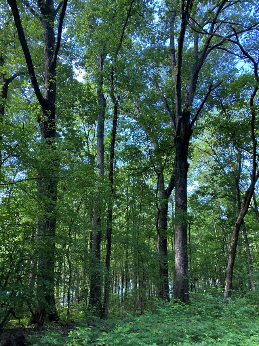 Wheeler NWR (1).jpg 05.03.20 Wheeler NWR, Old Growth Oak Forest - Steve ...