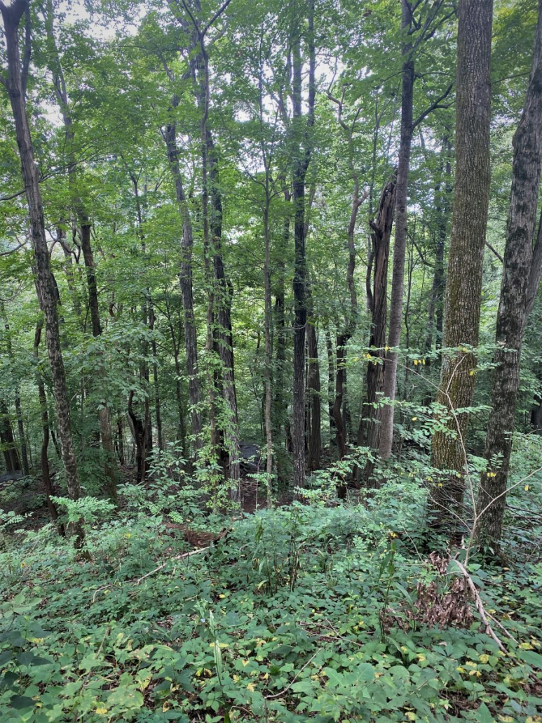 Four-Year Tornado Forest Recovery at Monte Sano State Park - Steve ...