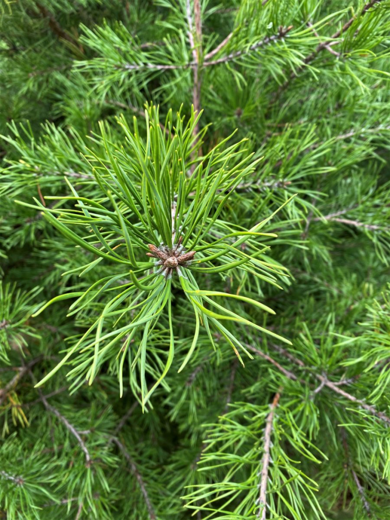 Cumberland 09.26.20 Virginia Pine (Pinus virginiana) - Steve Jones ...