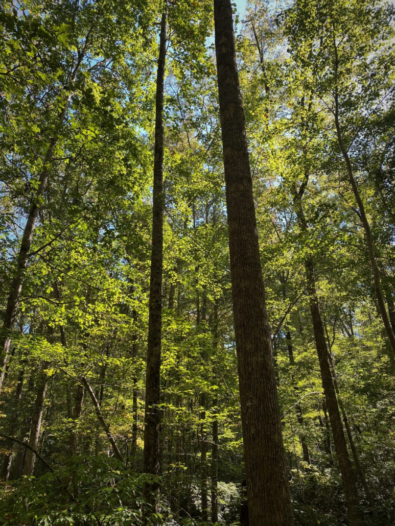 Reflections on My Maturing Love Affair with Nature - Steve Jones Great ...