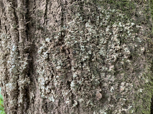 Rare Lichen