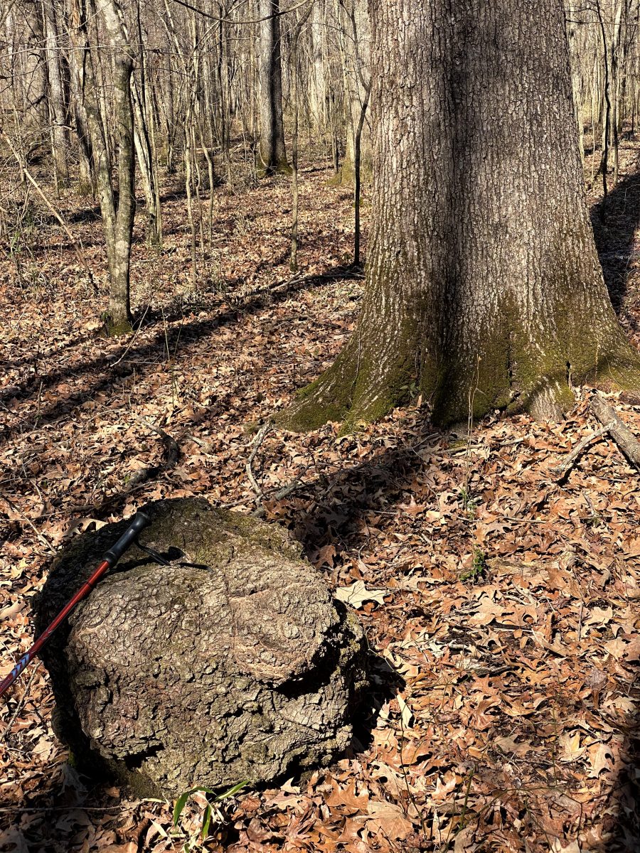 A New (for me) Tree Growth Phenomenon - Steve Jones Great Blue Heron