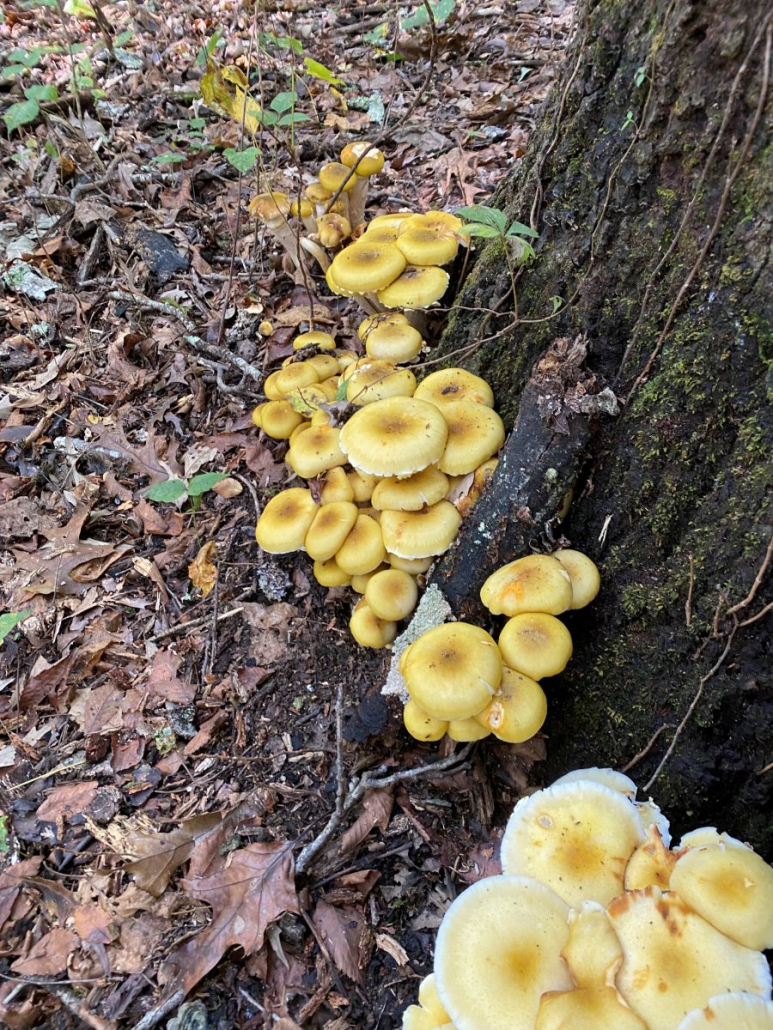 Natural Wood Standing Mushroom Large