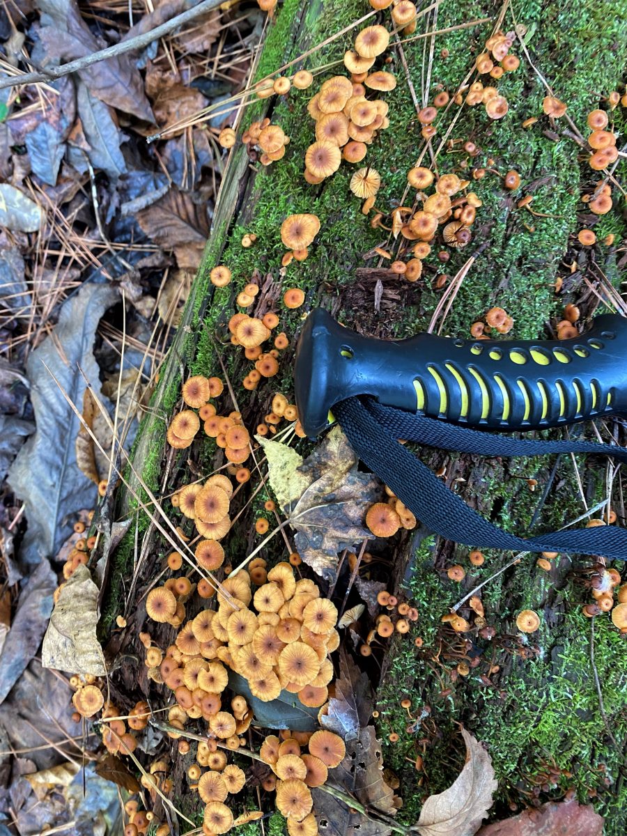 Mid-October Fungi Ramble in The Wheeler National Wildlife Refuge