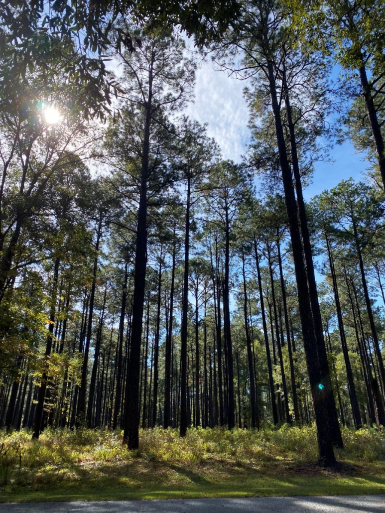 Alabama's Lake Point State Park; Managed Loblolly Pine - Steve Jones ...