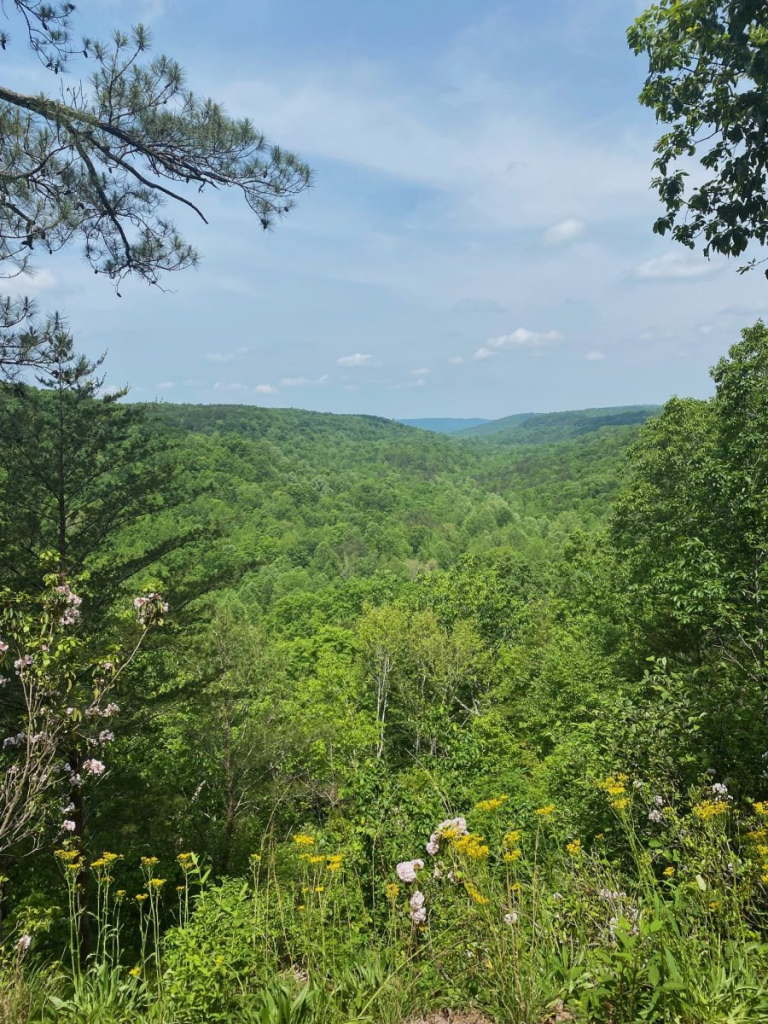Brief Form Post 11 Along the Bottom of Cane Creek Canyon Nature Preserve Steve Jones Great