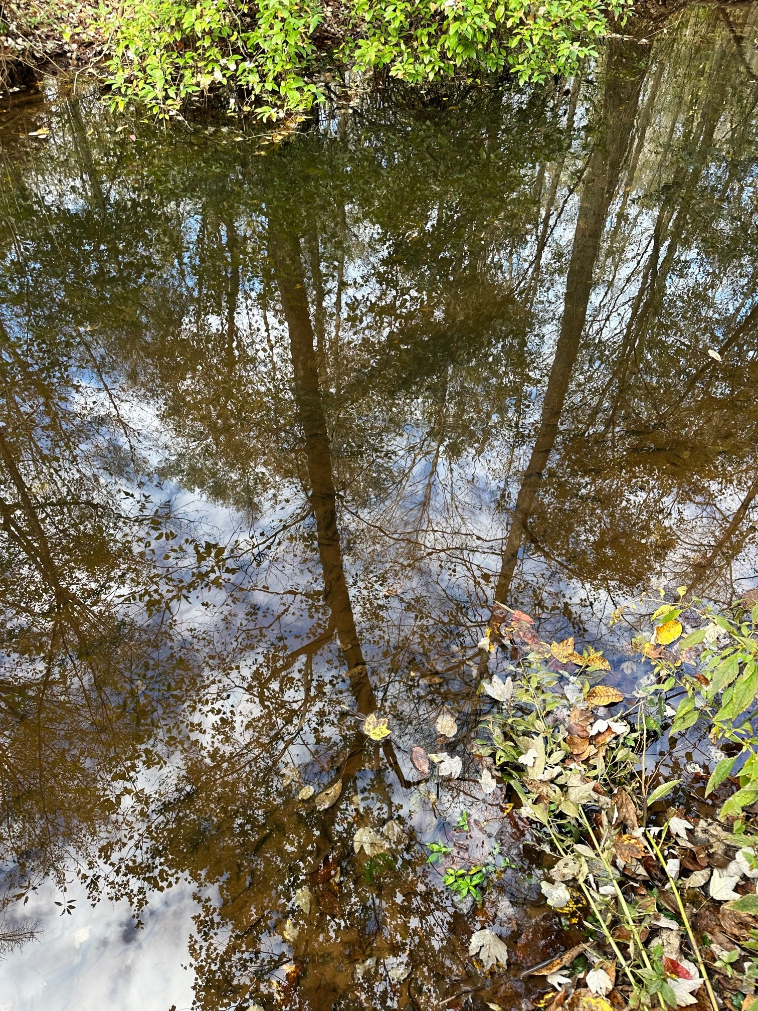 Mold cases grow in Palm Beach County during humid, stormy summer