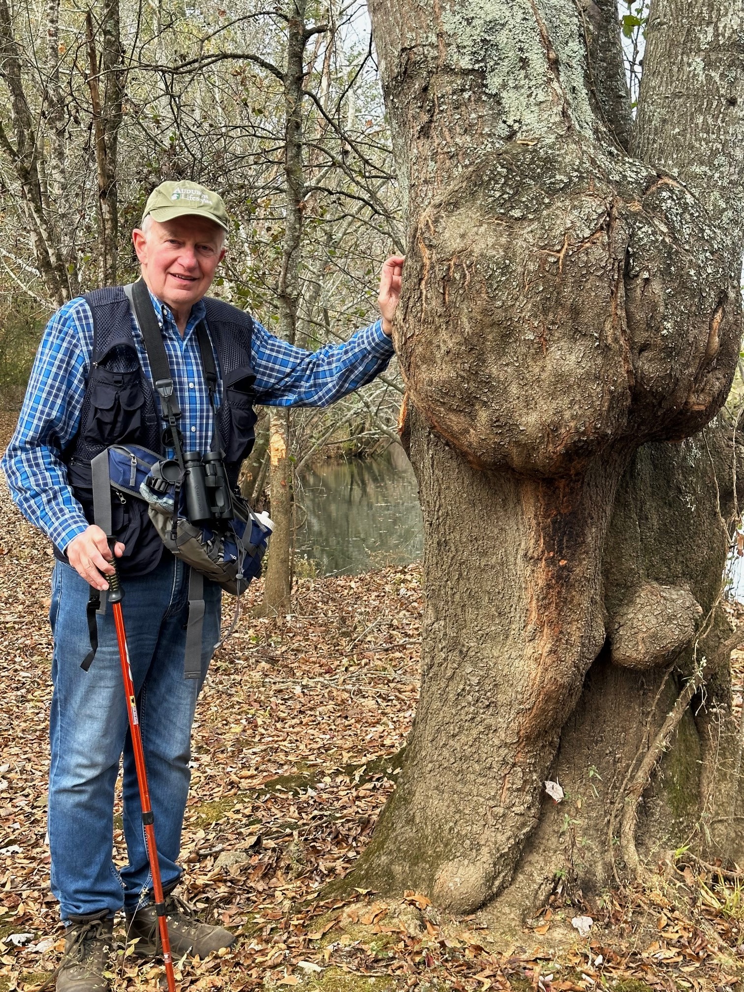 Autumn Fungi, Dead Snags, and Trophy Oak Burl at Goldsmith-Schiffman ...