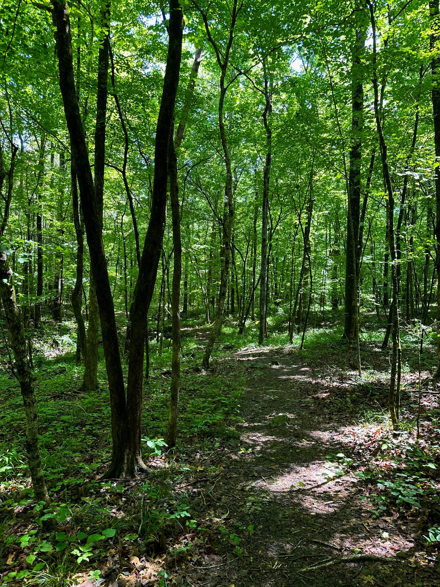 Nature's Delights Along the New Karst Trail at Alabama's Rickwood ...