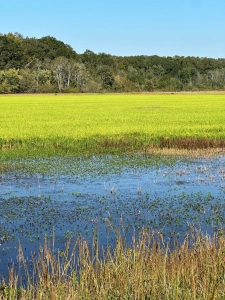 Buckeye Impoundment