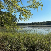 Blackwell Swamp