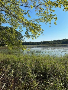 Blackwell Swamp