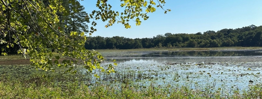 Blackwell Swamp