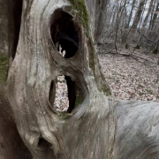 Odd Tree