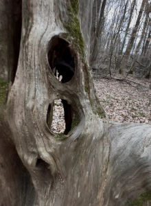 Odd Tree