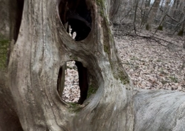Odd Tree