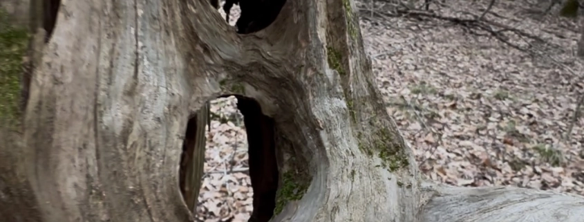 Odd Tree