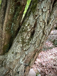 Halloween Trail