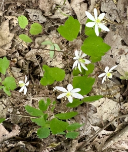 Monte Sano