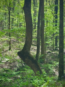 Monte Sano