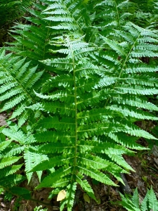 Monte Sano