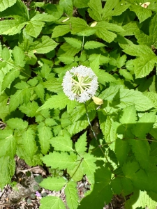 Monte Sano SP