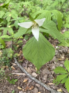 Monte Sano