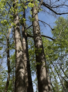 Monte Sano