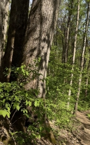 Monte Sano
