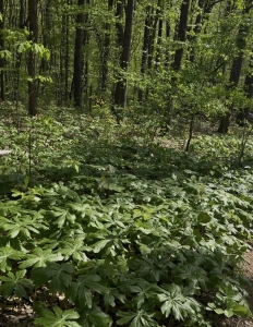 Monte Sano