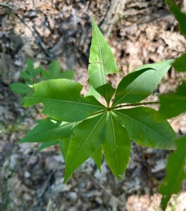 Green Mountain 