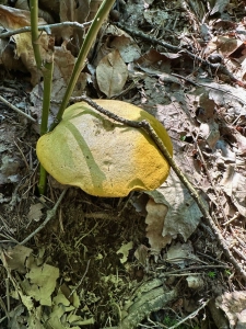 Green Mountain