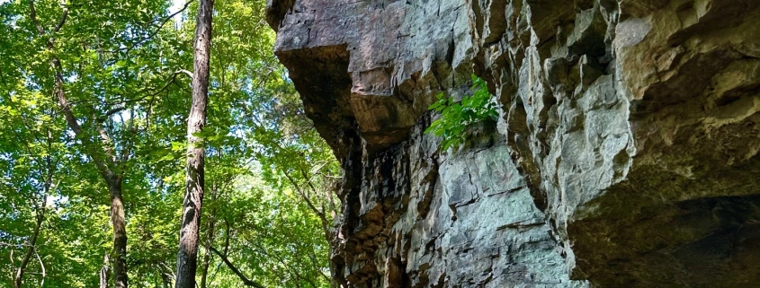 Green MNP