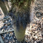 IMG_9412.jpg GSWS East Side 10.14.25, Water Tupelo Aertion Roots