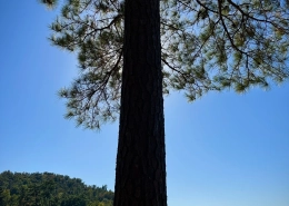 Lake Gunstersville SP