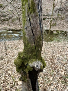 SCP