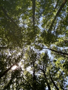 Cypress