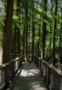 Cypress Pond
